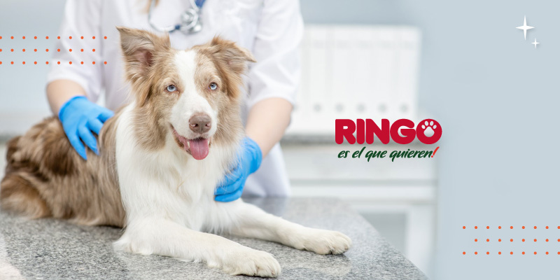 esterilización en perros
